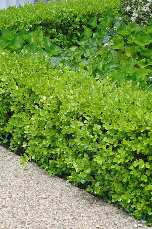  Japanese Boxwood (Buxus Microphylla) - 7 Gallon Pot