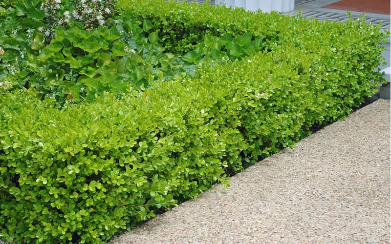  Japanese Boxwood (Buxus Microphylla) - 7 Gallon Pot