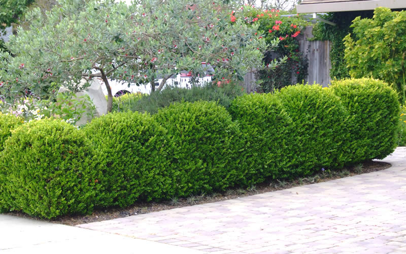  Japanese Boxwood - Buxus Microphylla - 6 Pack Of 1 Gallon Pots