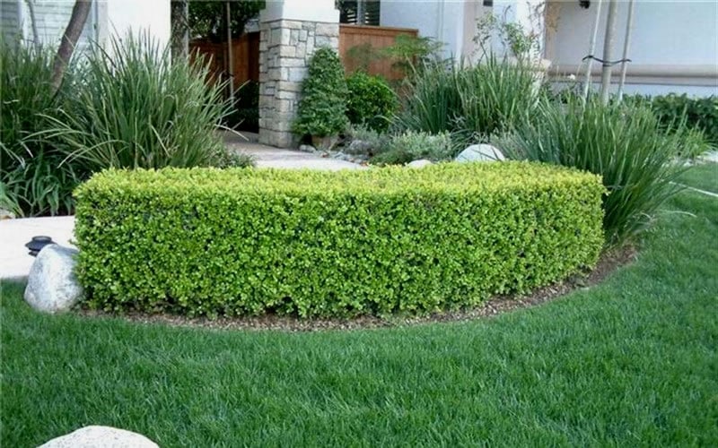  Japanese Boxwood (Buxus Microphylla) - 7 Gallon Pot