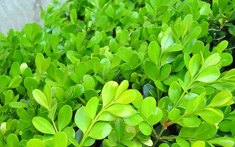  Japanese Boxwood - Buxus Microphylla - 1 Gallon Pot