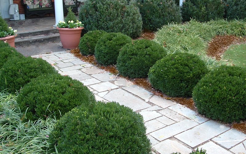  Justin Brouwers Dwarf Boxwood - 6 Pack Of 1 Gallon Pots