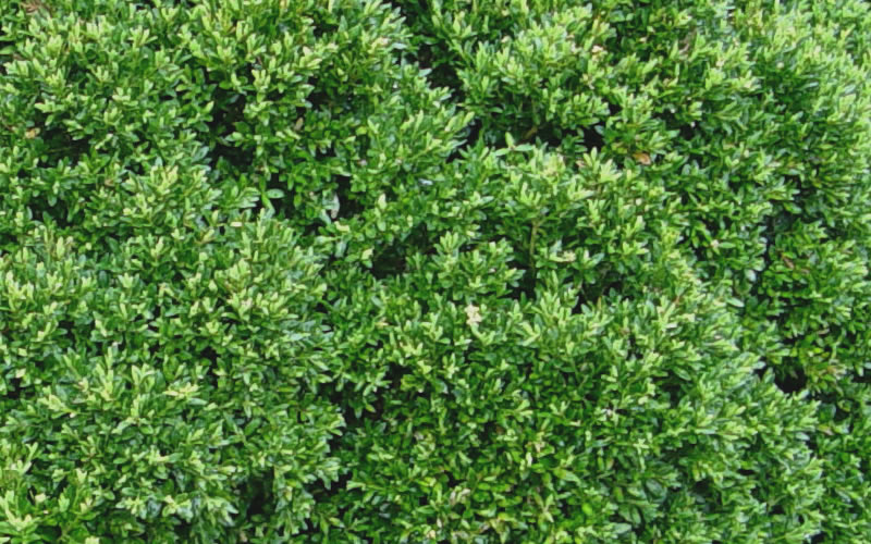  Justin Brouwers Dwarf Boxwood - 1 Gallon Pot