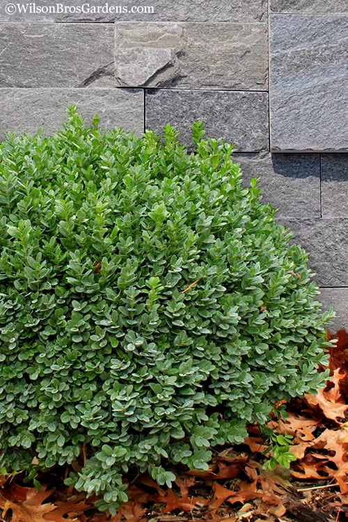  Korean Dwarf Boxwood - Buxus Sinica Var. Insularis 'Nana' - 1 Gallon Pot