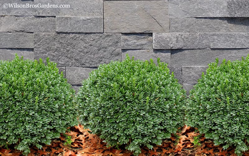 Korean Dwarf Boxwood - Buxus Sinica Var. Insularis 'Nana' - 1 Gallon Pot