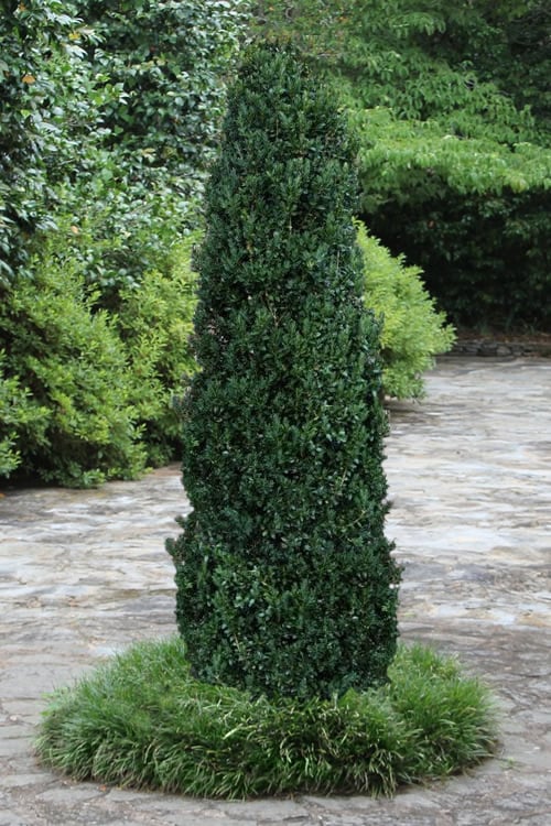  Shadow Sentry Pyramidal Boxwood - 3 Gallon Pot