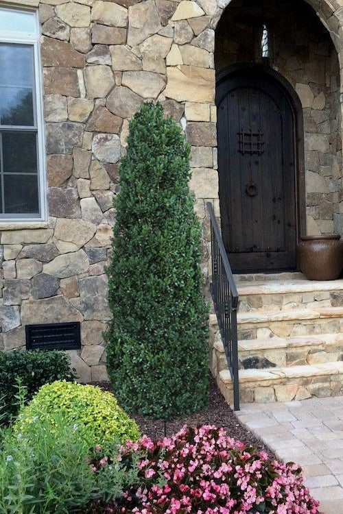  Shadow Sentry Pyramidal Boxwood - 3 Gallon Pot