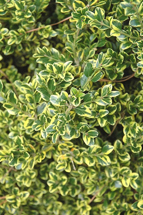  Sunburst Variegated Korean Boxwood - 1 Gallon Pot