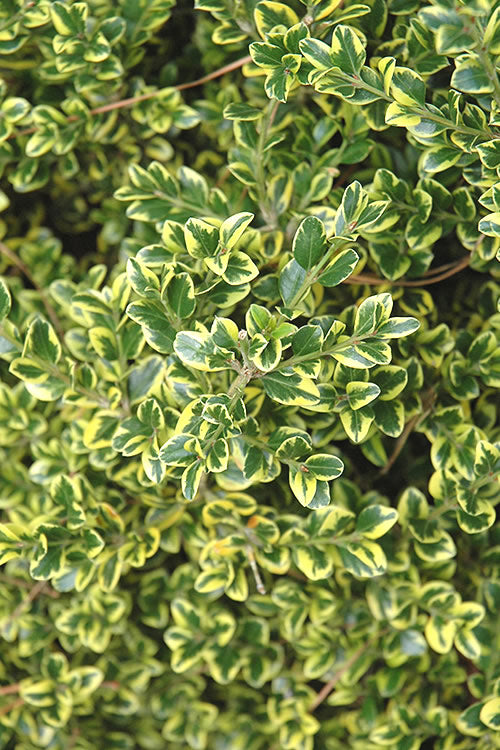  Sunburst Variegated Korean Boxwood - 1 Gallon Pot
