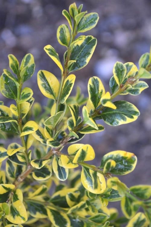  Sunburst Variegated Korean Boxwood - 1 Gallon Pot