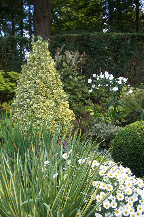  Variegated Boxwood Cone Topiary (Buxus Sempervirens 'Variegata') - 3 Gallon Pot