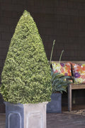  Variegated Boxwood Cone Topiary (Buxus Sempervirens 'Variegata') - 3 Gallon Pot