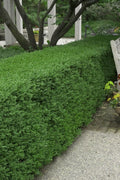  Wintergreen Boxwood - 1 Gallon Pot