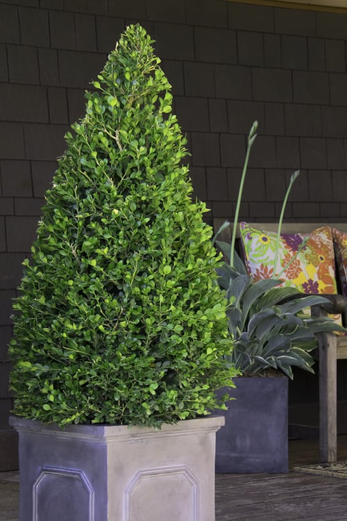  Wintergreen Boxwood - 6 Pack Of 1 Gallon Pots