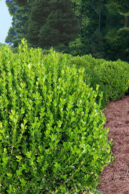  Wintergreen Boxwood - 3 Gallon Pot