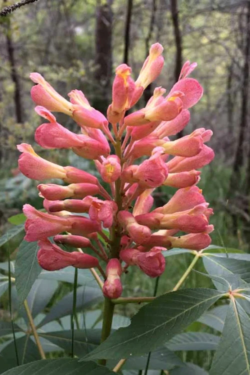  Painted Buckeye (Aesculus Sylvatica) - 3 Gallon Pot