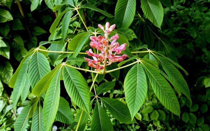  Painted Buckeye (Aesculus Sylvatica) - 1 Gallon Pot