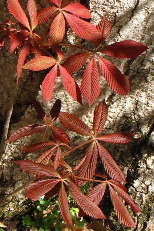  Painted Buckeye (Aesculus Sylvatica) - 3 Gallon Pot