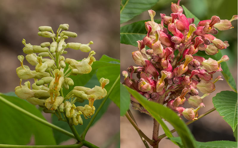  Painted Buckeye (Aesculus Sylvatica) - 3 Gallon Pot