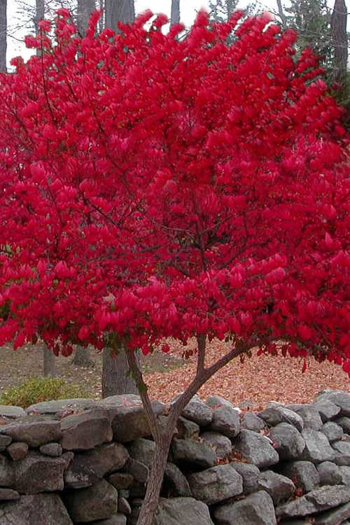  Burning Bush Tree (Single Trunk) - 3 Gallon Pot