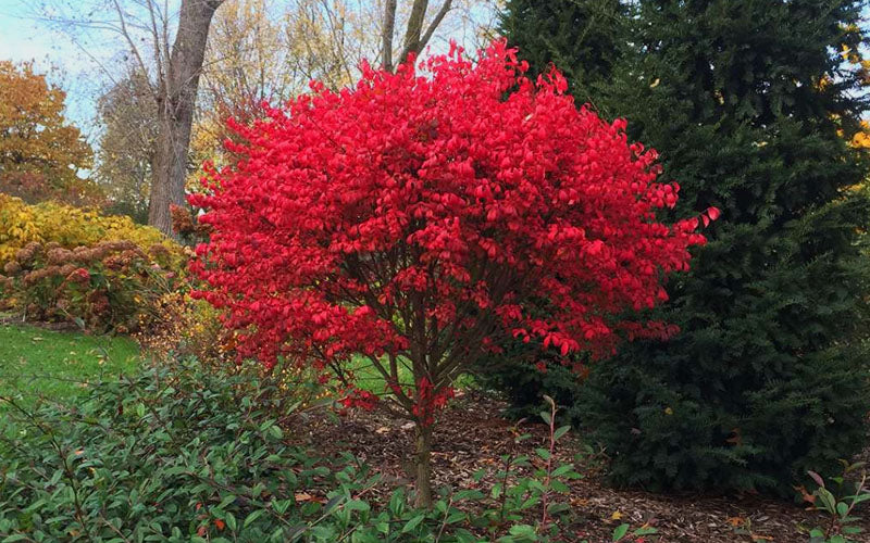  Burning Bush Tree (Single Trunk) - 3 Gallon Pot