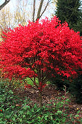 Burning Bush Tree (Single Trunk) - 3 Gallon Pot