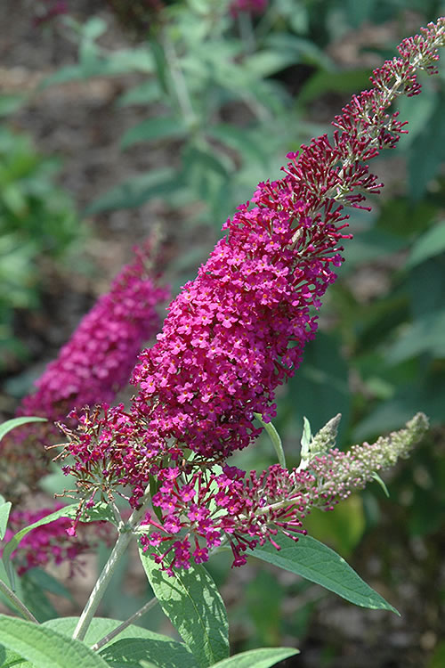  Attraction Butterfly Bush - Buddleia - 3 Gallon Pot