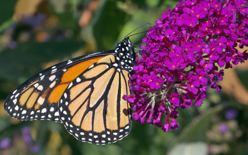  Attraction Butterfly Bush - Buddleia - 3 Gallon Pot