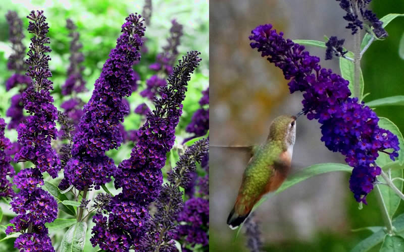  Black Knight Butterfly Bush - 1 Gallon Pot