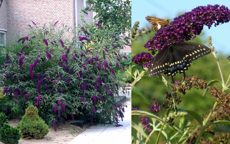  Black Knight Butterfly Bush - 1 Gallon Pot