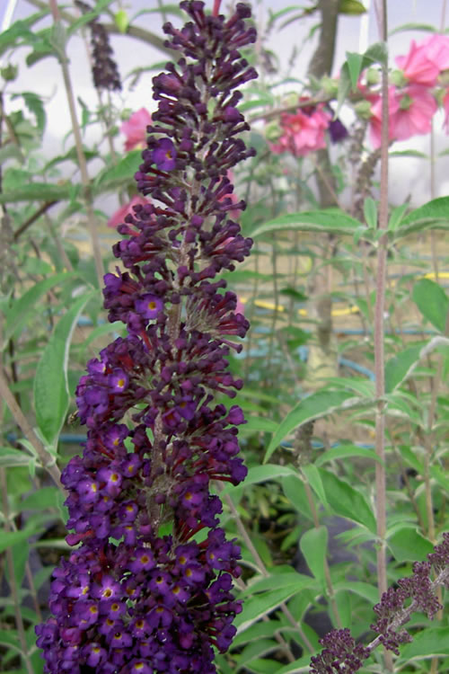  Black Knight Butterfly Bush - 1 Gallon Pot