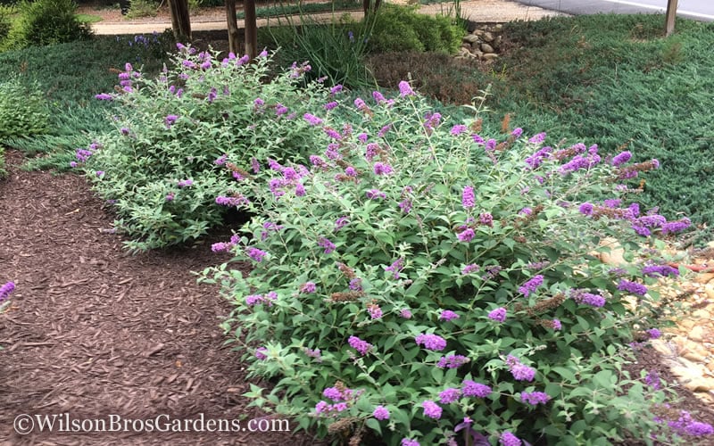  Lo & Behold Blue Chip Dwarf Butterfly Bush - 1 Gallon Pot