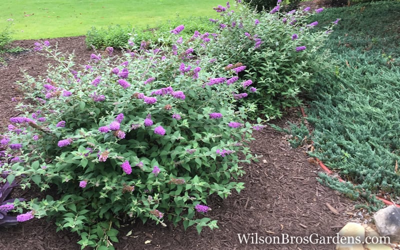  Lo & Behold Blue Chip Dwarf Butterfly Bush - 1 Gallon Pot
