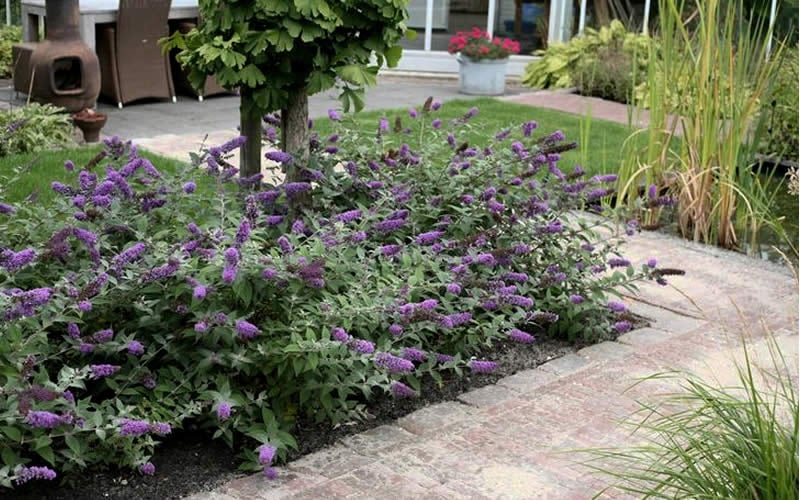  Lo & Behold Blue Chip Dwarf Butterfly Bush - 1 Gallon Pot