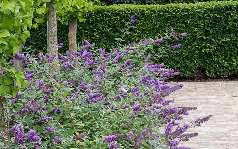  Lo & Behold Blue Chip Dwarf Butterfly Bush - 1 Gallon Pot