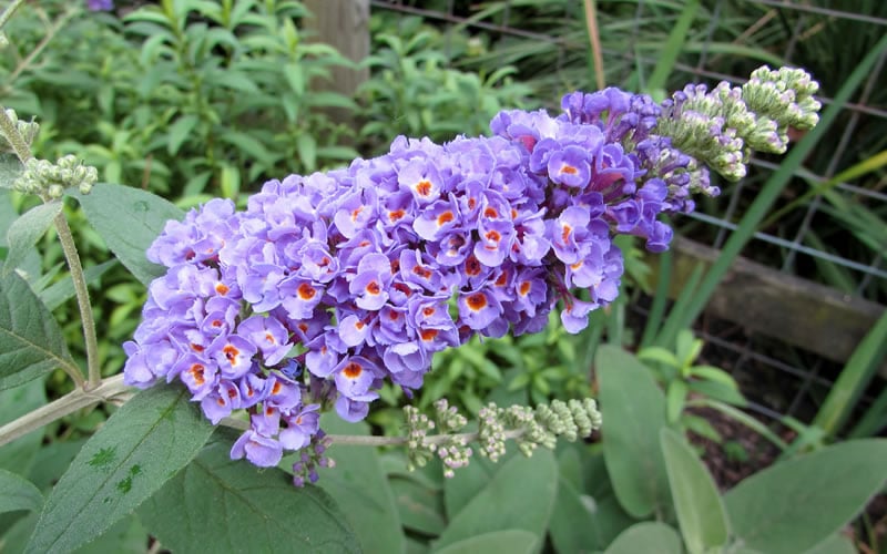  Lo & Behold Blue Chip Dwarf Butterfly Bush - 1 Gallon Pot