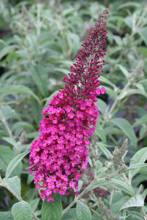  Cranrazz Butterfly Bush - 1 Gallon Pot