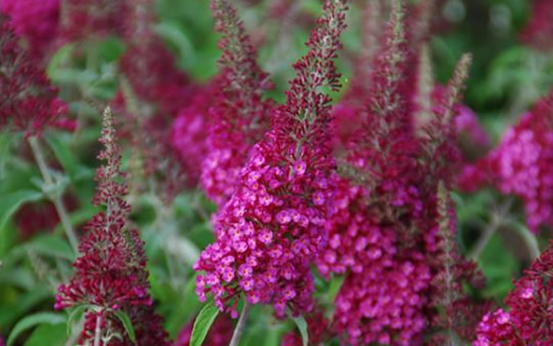 Cranrazz Butterfly Bush - 1 Gallon Pot