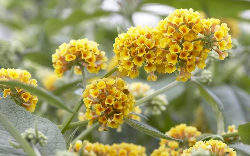  Honeycomb Yellow Butterfly Bush - 1 Gallon Pot