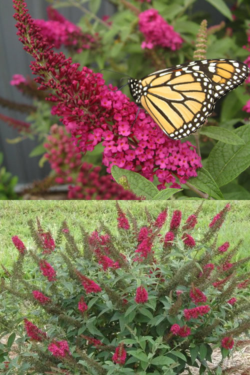  Miss Molly Butterfly Bush - Buddleia - 3 Gallon Pot