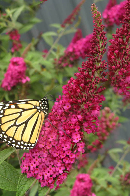  Miss Molly Butterfly Bush - Buddleia - 3 Gallon Pot