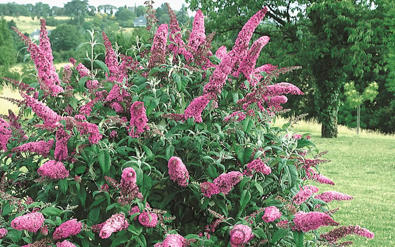  Pink Delight Butterfly Bush - 1 Gallon Pot