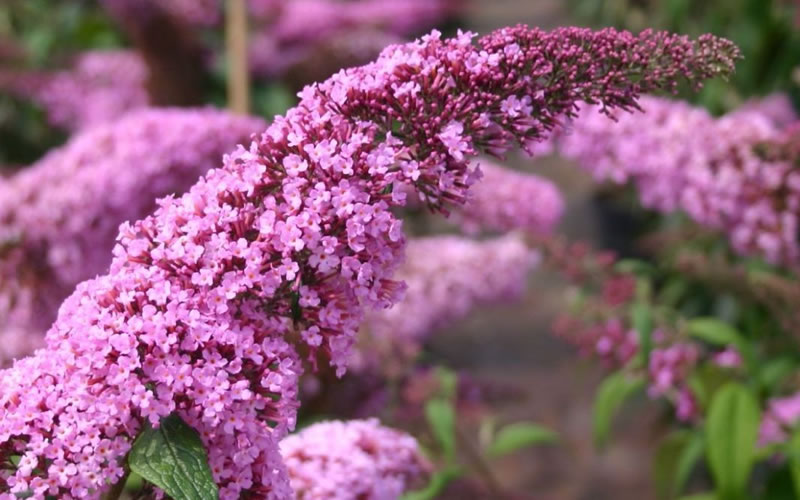  Pink Delight Butterfly Bush - 3 Gallon Pot