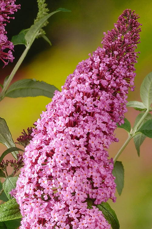 Pink Delight Butterfly Bush - 1 Gallon Pot