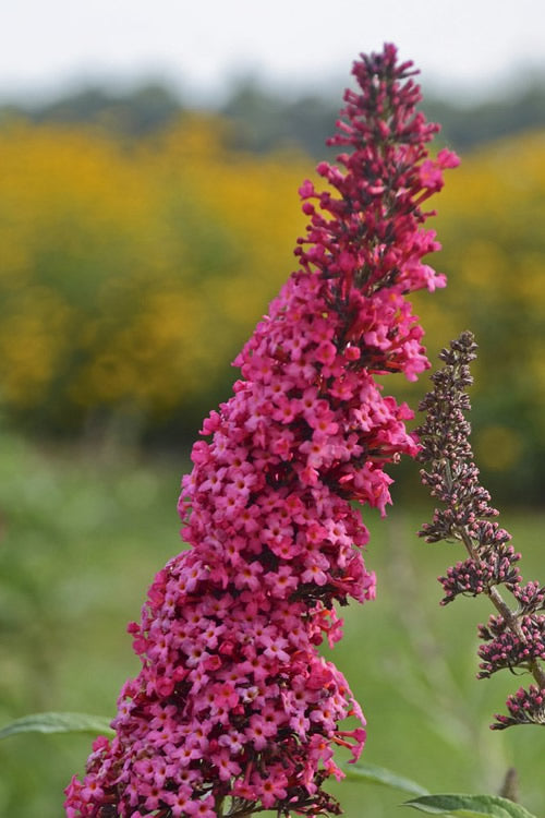  Monarch Prince Charming Butterfly Bush (Buddleia) - 1 Gallon Pot