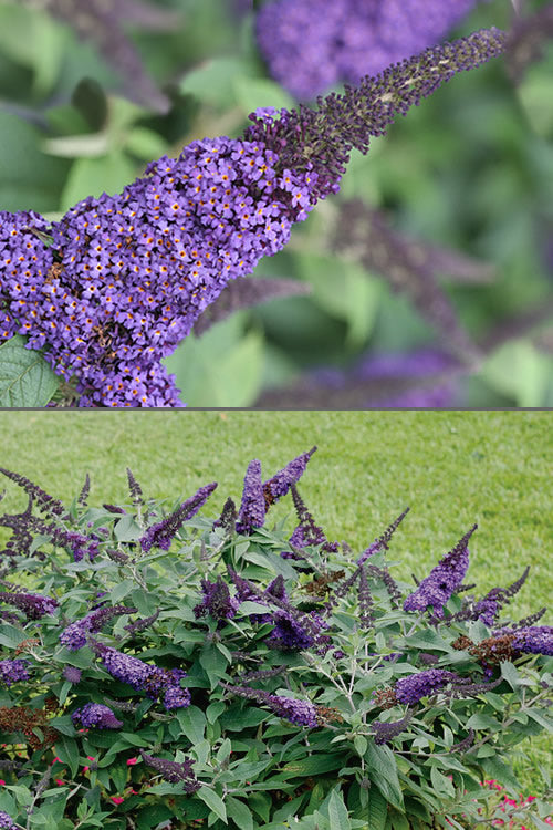  Pugster Blue Butterfly Bush - Buddleia - 2 Gallon Pot