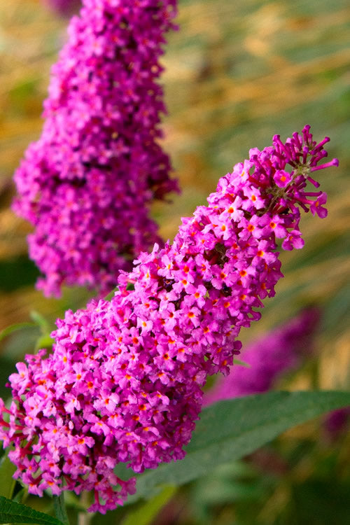  Royal Red Butterfly Bush - Buddleia - 3 Gallon Pot