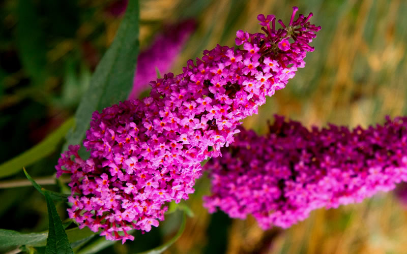  Royal Red Butterfly Bush - Buddleia - 3 Gallon Pot