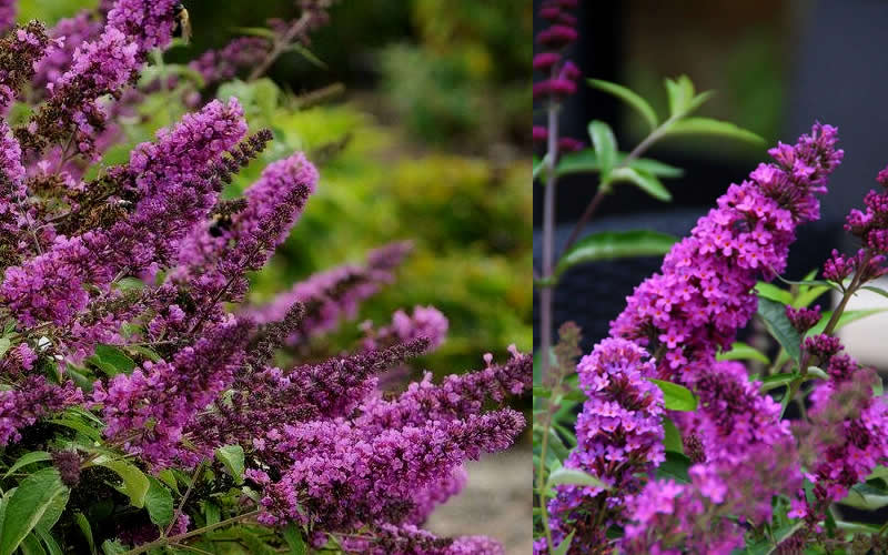  Buddleia Flutterby Petite Tutti Fruitti Dwarf Butterfly Bush - 1 Gallon Pot