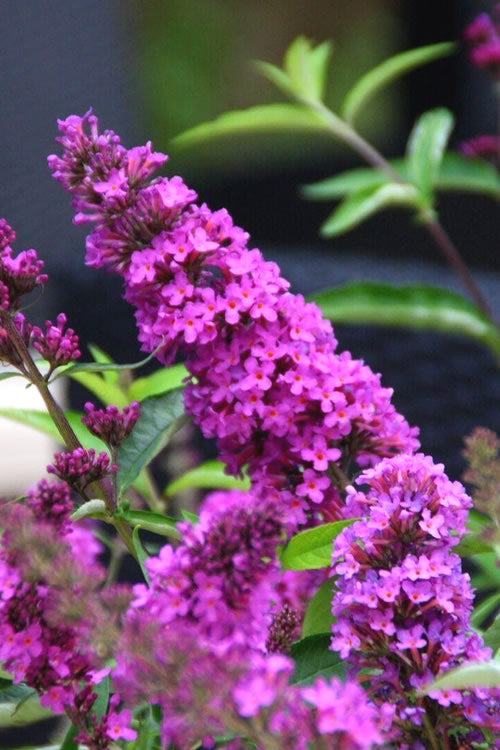  Buddleia Flutterby Petite Tutti Fruitti Dwarf Butterfly Bush - 3 Gallon Pot